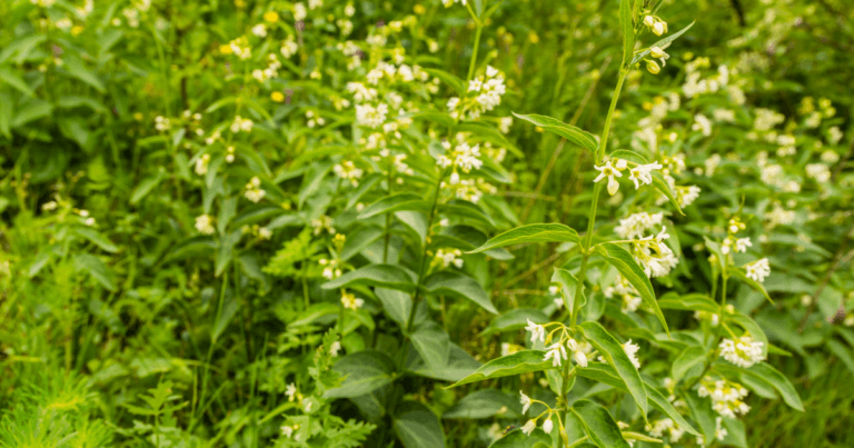 Minnesota Noxious Weeds List