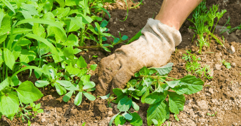 Identifying Weeds
