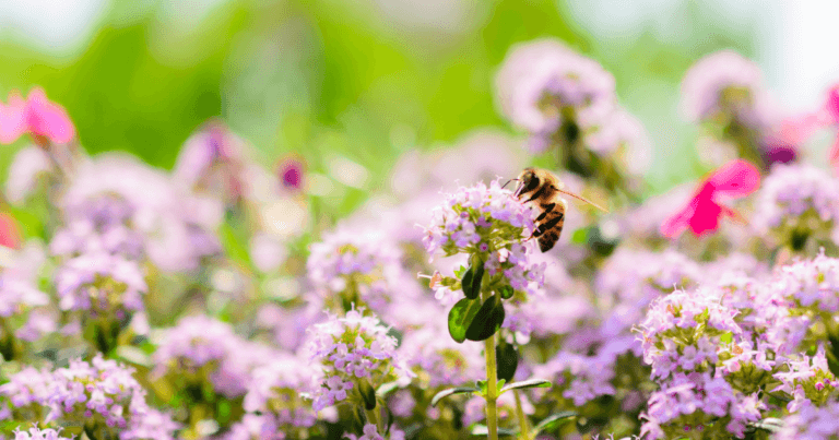 Upper Midwest Citizen Scientist Pollinator Monitoring Guide: Native Bees