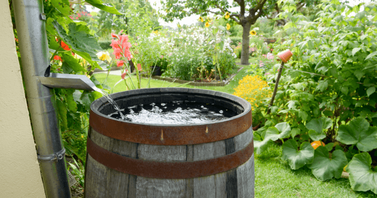 Rainscaping for Water Efficiency