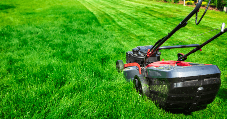 To Lawn or Not to Lawn, That is the Question