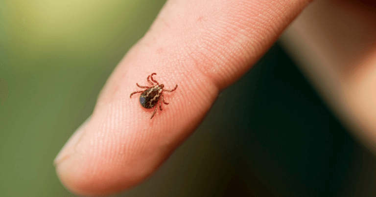 What Every Minnesotan Should Know about Tick borne Diseases
