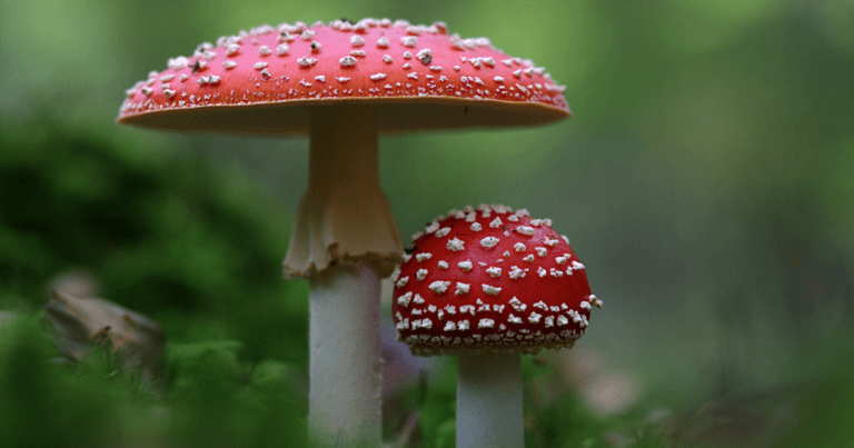 Introduction to Mushroom Cultivation