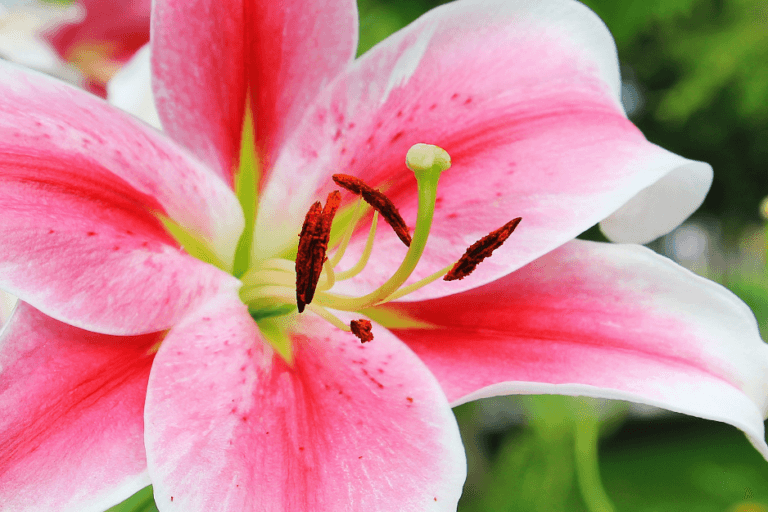 Growing Lilies Webinar