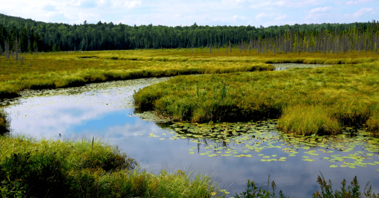 Native Plant Landscaping for Wetlands and Rain Gardens Webinar
