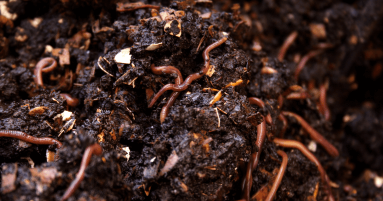 Vermicomposting Webinar