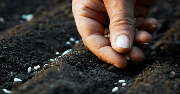 Growing Natives from Seed Webinar