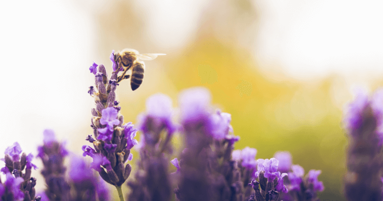 Abundant Lawns, Landcapes, and Gardens Webinar