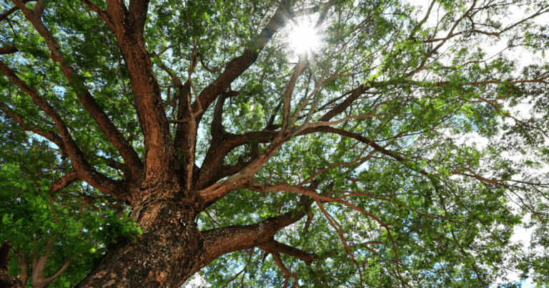 Landscaping for Shade with Native Plants Webinar