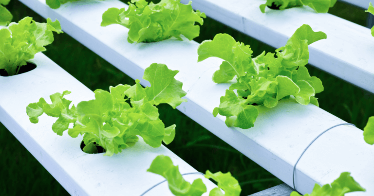 Hydroponic Gardening Webinar