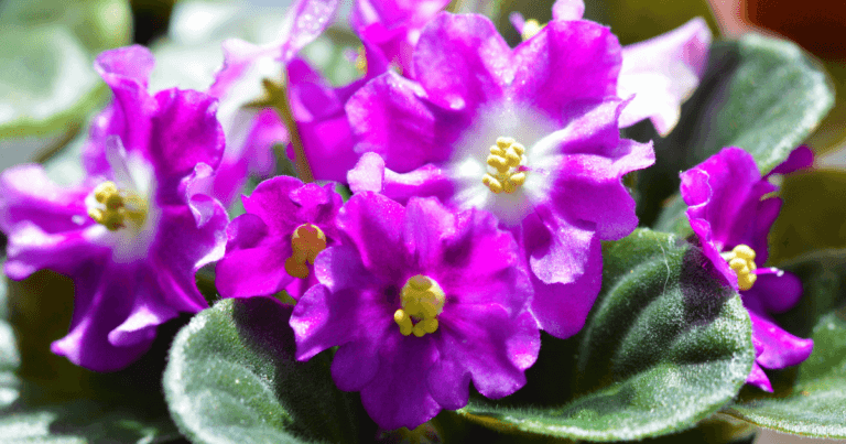 African Violet Society of Minnesota