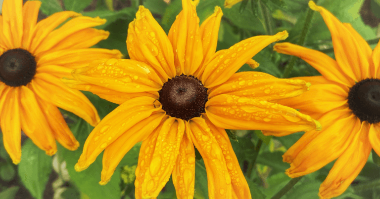 Raucous Rudbeckia Webinar
