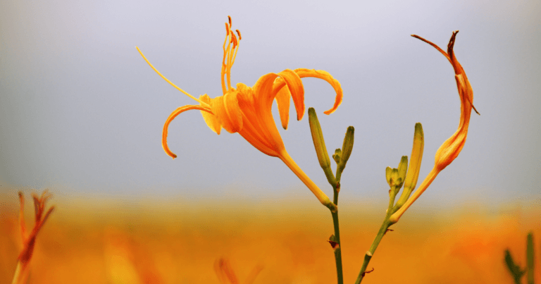 American Hemerocallis Society