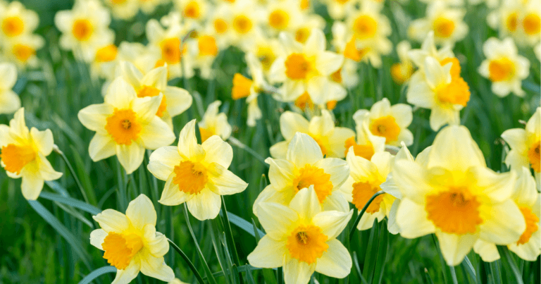 Daffodil Society of Minnesota