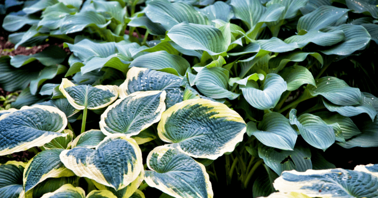 Minnesota Hosta Society