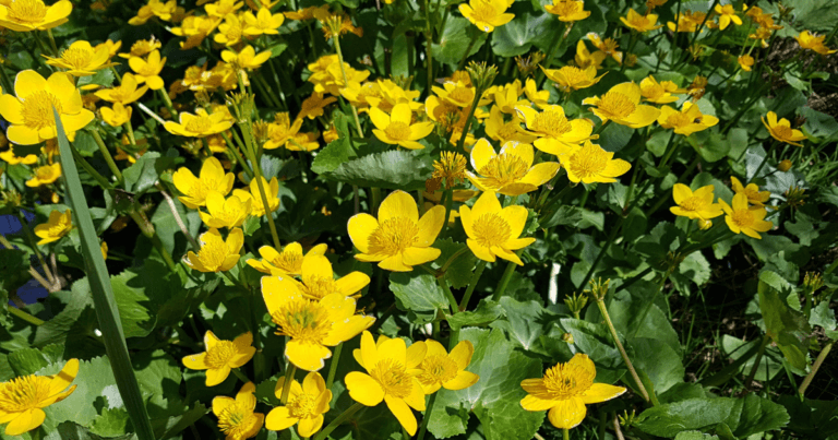Minnesota Native Plant Society