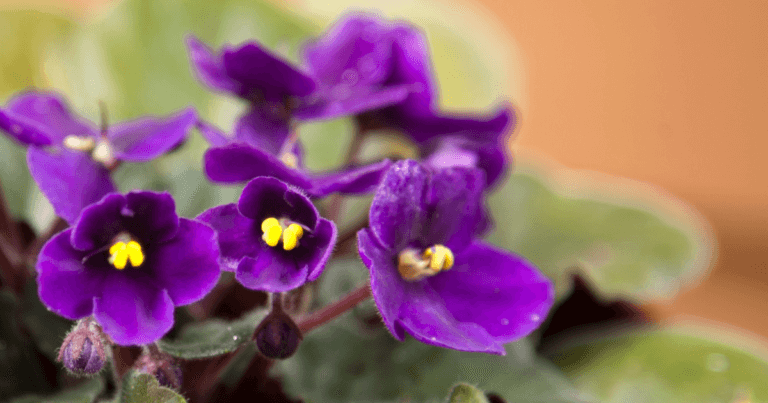 North Star African Violet Council Twin Cities