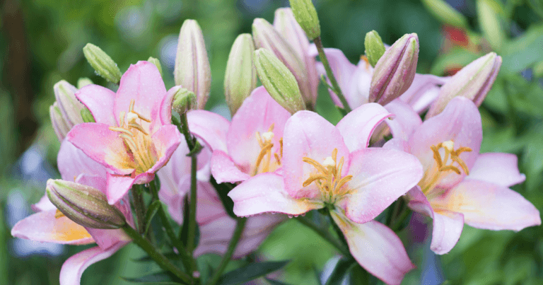 North Star Lily Society