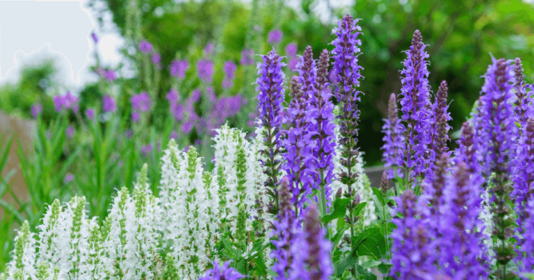 Perennial Salvia Cultivars