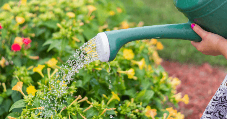 New Plant Watering Guide
