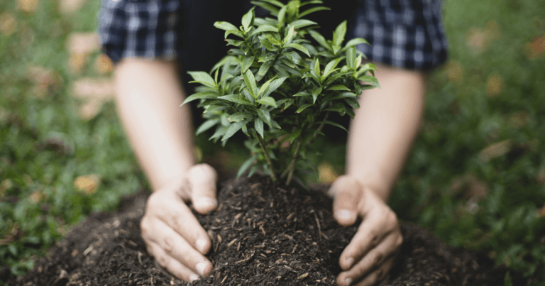 How to plant a tree
