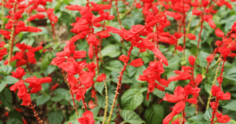 Salivating for Salvia Webinar