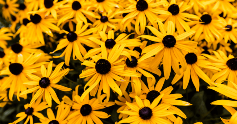 Learn about Native Plants