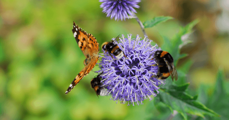Lawns to Legumes: Your Yard Can BEE the Change