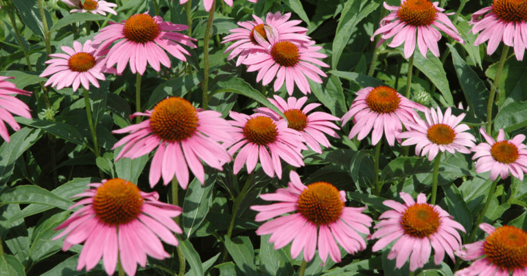 What You Plant Matters–Deep Roots KC