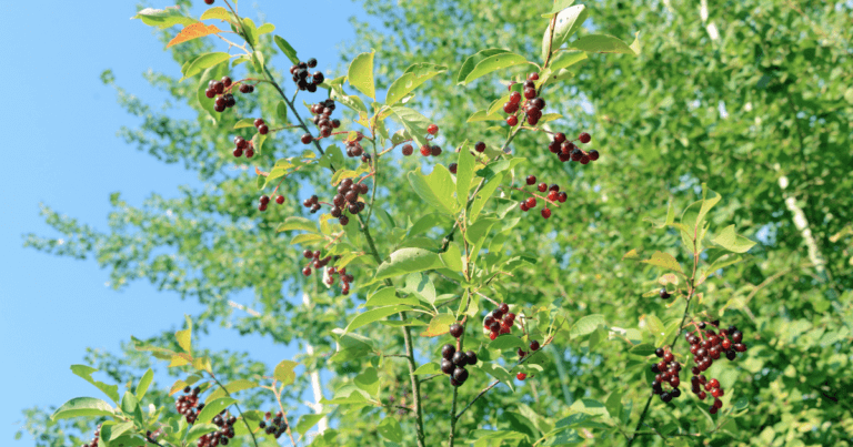 Pocket Forest Principles (AKA Micro Forest, Mini Forest, Tiny Forest)