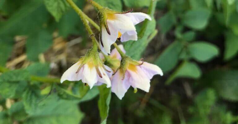 Ask a Master Gardener: Free & Cheap Gardening Classes