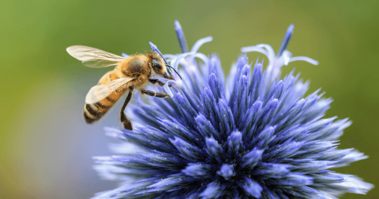 How Can We Help Pollinators?