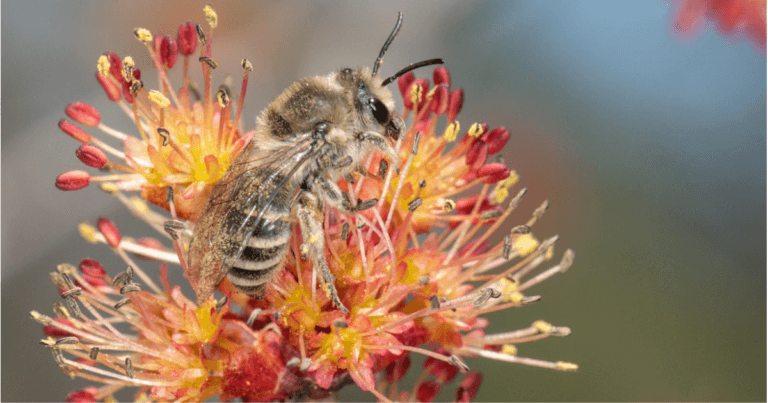 Signs of Spring: The unequal cellophane bee (Colletes inaequalis) ushers in spring