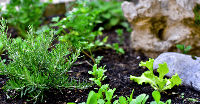 Soil health