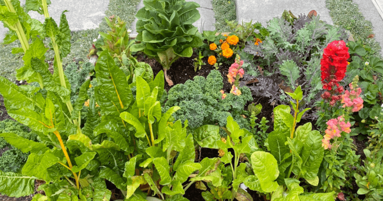 Marshall County 4-H Garden-in-a-Box