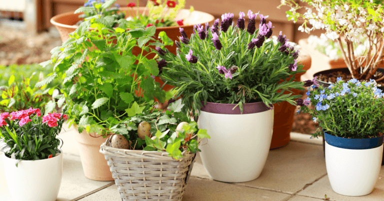 Let the Houseplants Out: A Zone-Pushing Garden Webinar