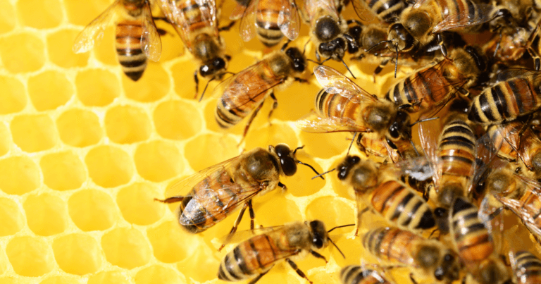 5 Ways to Support Bees