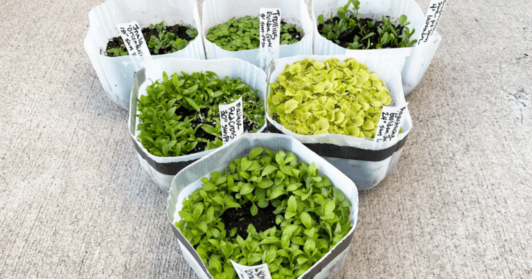 Winter Sowing: How to Transplant Webinar