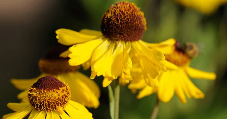 How to Collect Sneezeweed