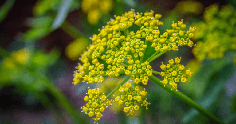 How to Collect Golden Alexander Seeds