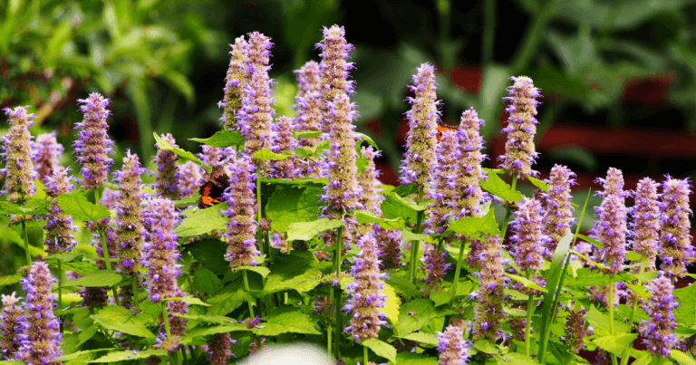 How to Collect Anise Hyssop Seed