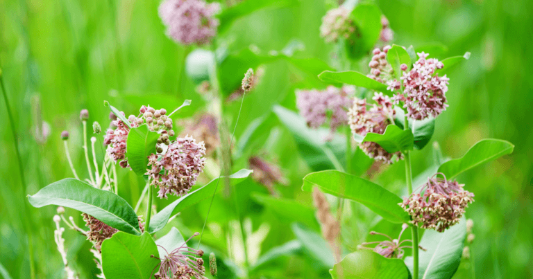 How to Collect Common Milkweed