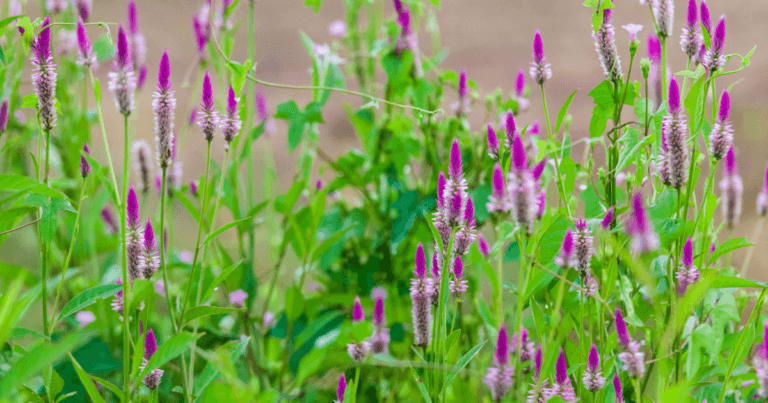 How to Collect Obedient Plant