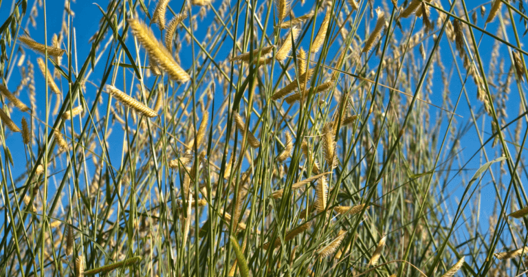 How to Collect Sideoats Grama