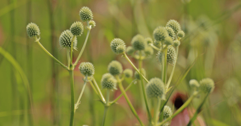 How to Collect Rattlesnake Master