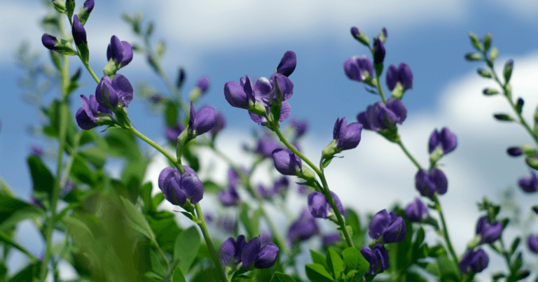 How to Collect Blue Wild Indigo