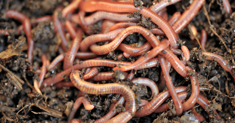 Jumping Worms and Compost Facilities Webinar