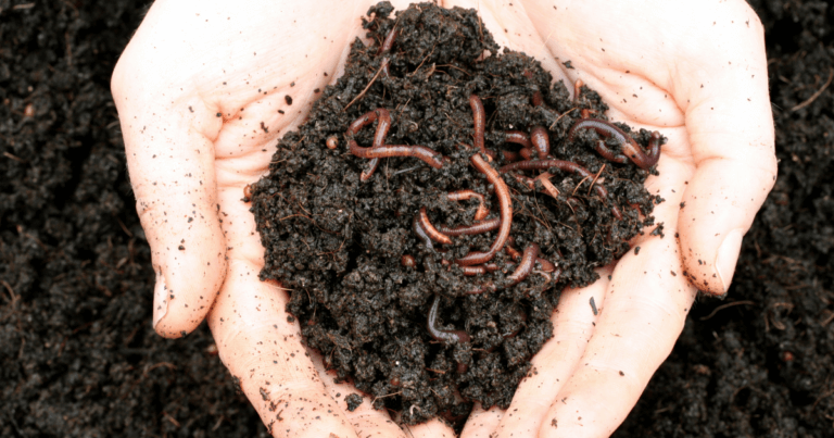 Invasive Jumping Worms