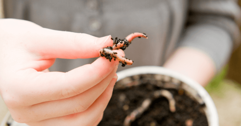 Invasive Jumping Worms Lecture – PBS Wisconsin