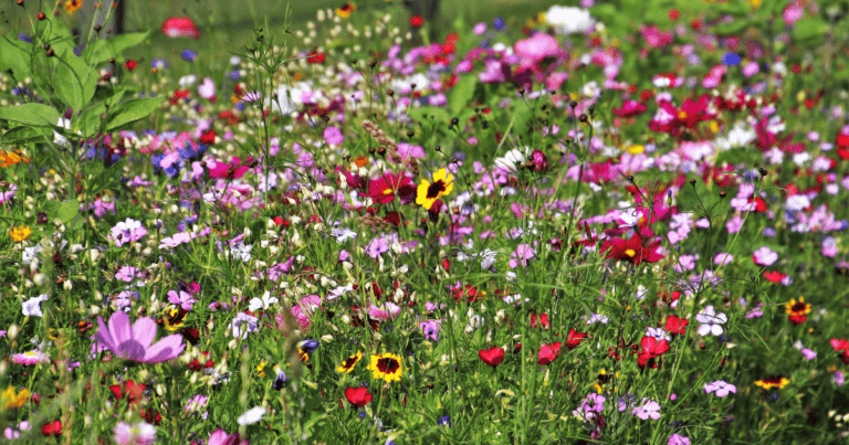 Native prairie grown from seed